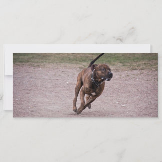 Amstaff en cours