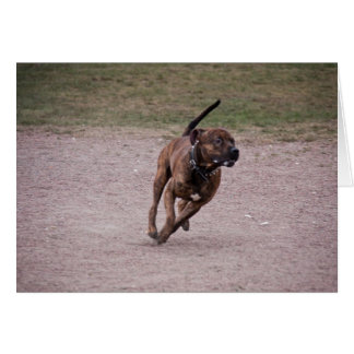 Amstaff en cours