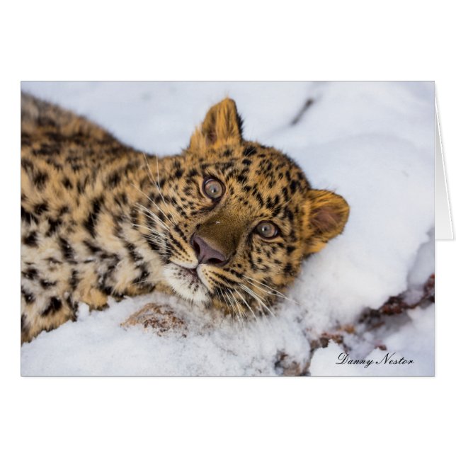 Amur (Devant horizontal)