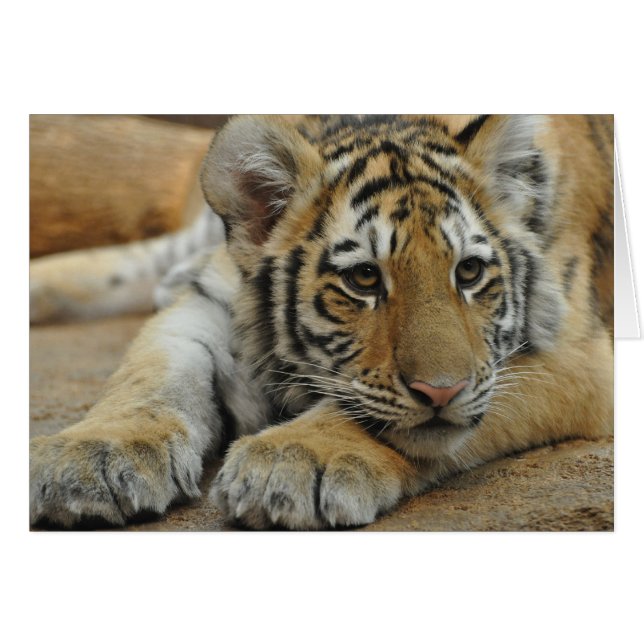 Amur Tiger (Devant horizontal)