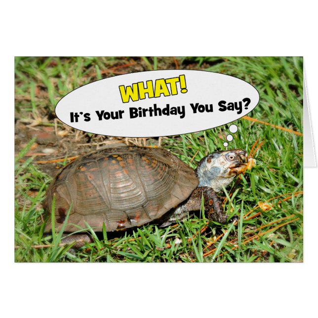 Amusant C'est votre boîte d'anniversaire Tortue av (Devant horizontal)