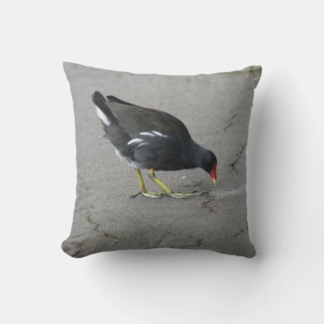 Amusant Moorhen prendre un Coussin de bow (Recto)
