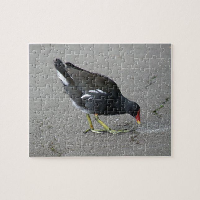 Amusant Moorhen prendre un puzzle de Bow (Horizontal)