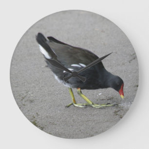 Amusante Moorhen prend une horloge murale