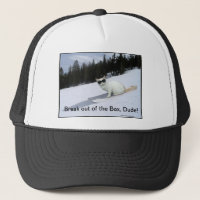 Amusement "éclatez casquette de boule de chat que