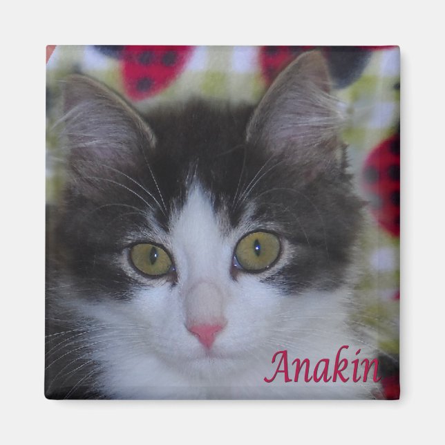 Anakin deux pattes chat Ladybugs Kitten Magnet (Devant)