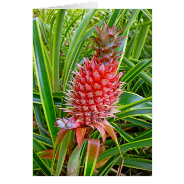 Ananas hawaïen (Devant)