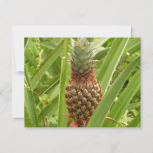 Ananas sauvage Fruit tropical dans la nature