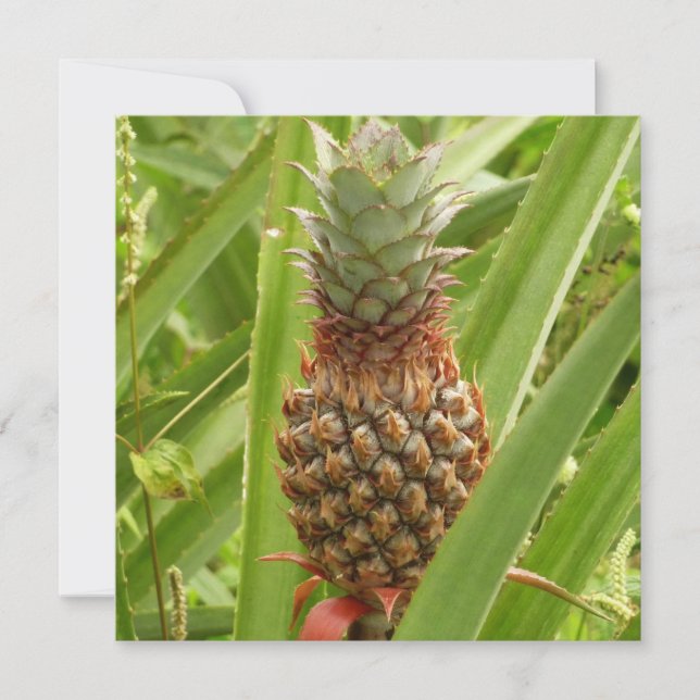 Ananas sauvage Fruit tropical dans la nature (Devant)