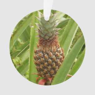 Ananas sauvage Fruit tropical dans la nature
