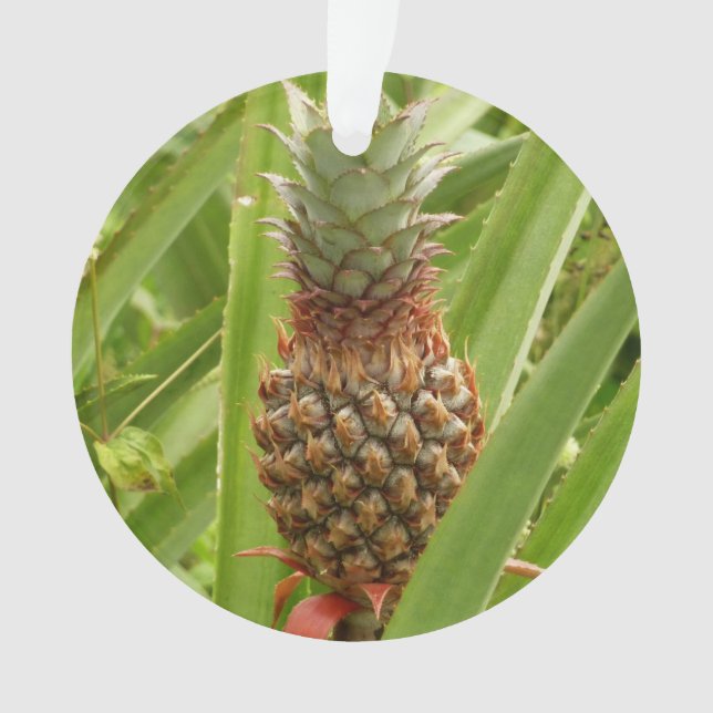 Ananas sauvage Fruit tropical dans la nature (devant)