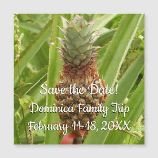 Ananas sauvage Fruit tropical dans la nature