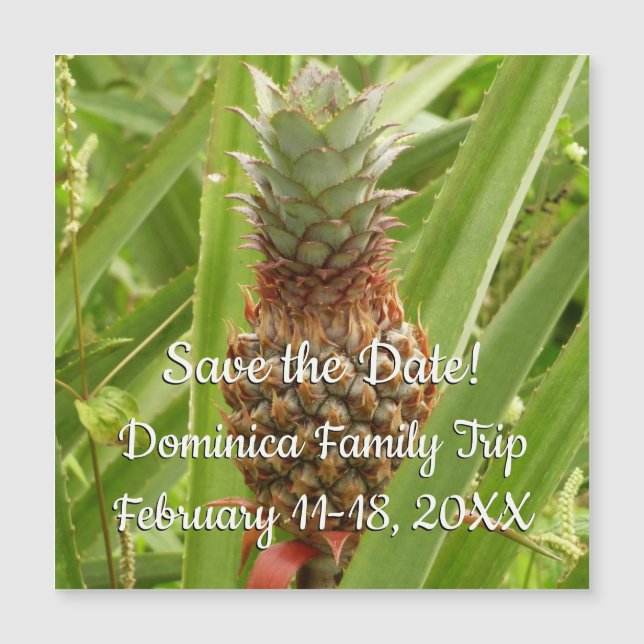 Ananas sauvage Fruit tropical dans la nature (Devant)