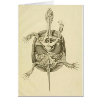 Anatomie biologique vintage de tortue