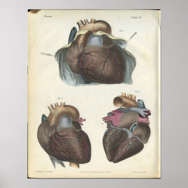 Anatomie cardiaque Impression Vintage (Devant)