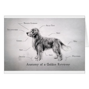 Anatomie correcte d'un golden retriever [drôle]