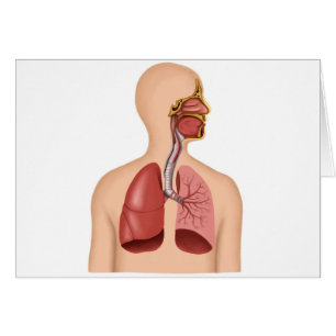 Anatomie d'appareil respiratoire humain