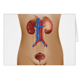Anatomie d'appareil urinaire femelle
