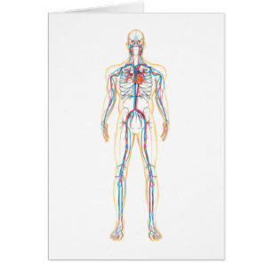 Anatomie de corps humain et d'appareil
