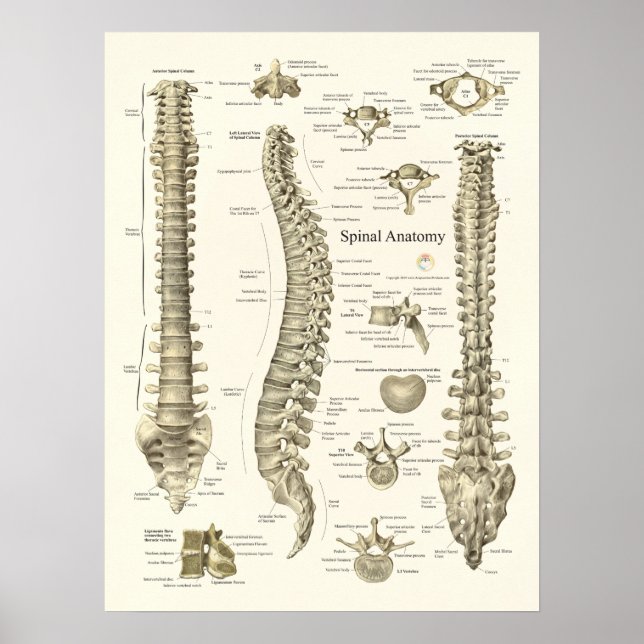 Anatomie de la colonne vertébrale Poster Chiroprat (Devant)
