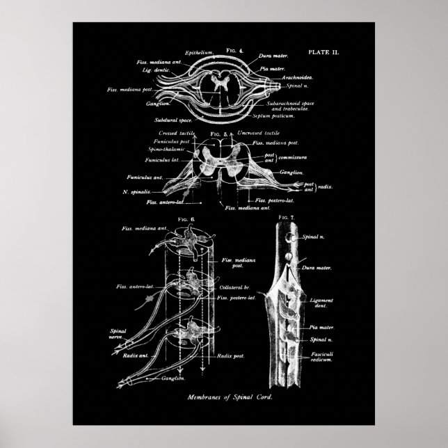 Anatomie de la colonne vertébrale Poster Médicale (Devant)