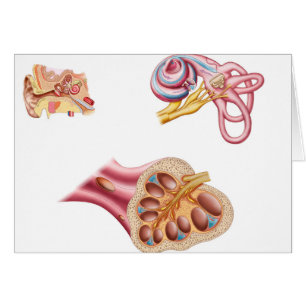 Anatomie De La Coupe Cochléaire Dans L'Oreille Hum