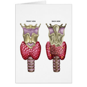 Anatomie de la glande thyroïde avec le larynx et
