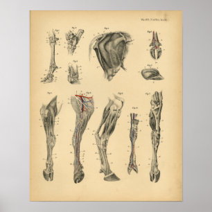 Anatomie de la jambe de boeuf Ox 1908 Impression V
