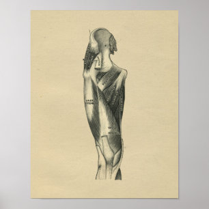 Anatomie de la jambe humaine 1902 Impression Vinta