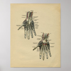 Anatomie de la main humaine 1902 Impression Vintag