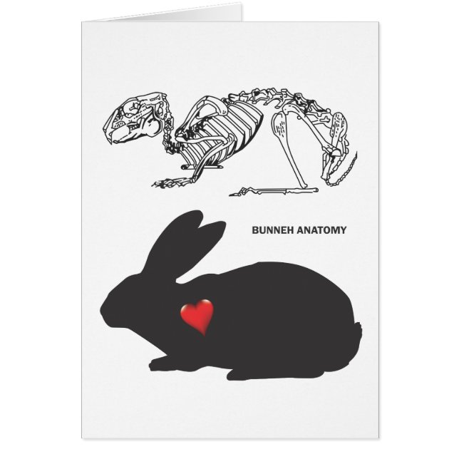 Anatomie de lapin (Devant)