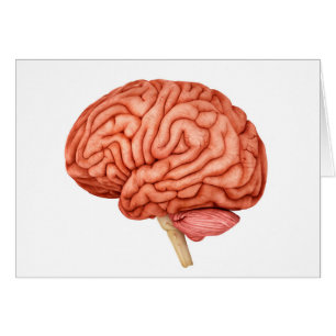 Anatomie de l'esprit humain, vue de côté 2