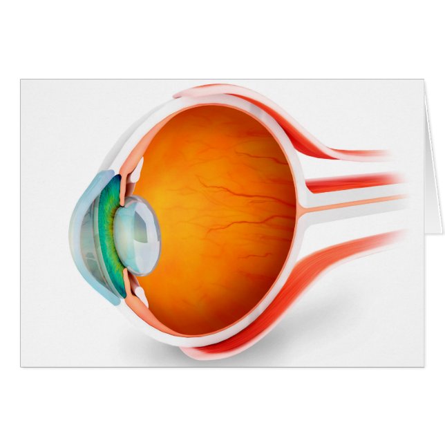 Anatomie De L'Oeil Humain, Perspective (Devant horizontal)