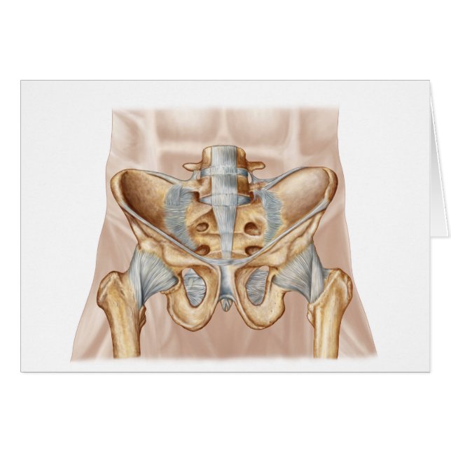 Anatomie De L'Os Pelvique Humain Et Ligaments (Devant horizontal)