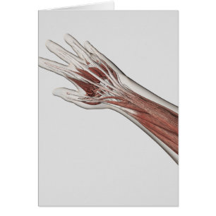 Anatomie de muscle de bras et de main humains