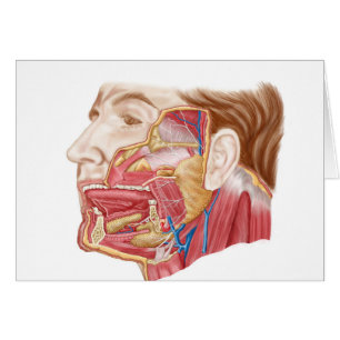 Anatomie Des Armes Salivaires Humaines