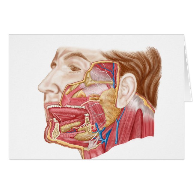 Anatomie Des Armes Salivaires Humaines (Devant horizontal)