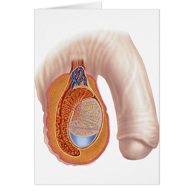 Anatomie Des Hommes Testis (Devant)