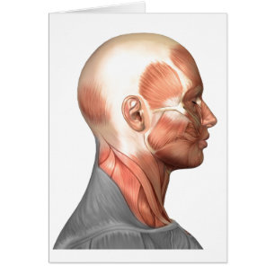 Anatomie des muscles de visage humain, vue de côt