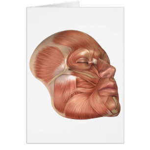 Anatomie Des Muscles Du Visage Humain