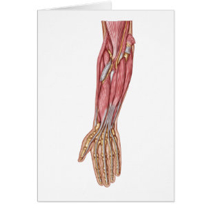 Anatomie des muscles humains 1 d'avant-bras