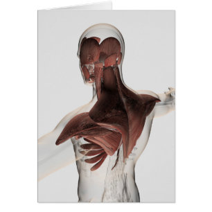 Anatomie Des Muscles Masculins Dans Le Corps Supér