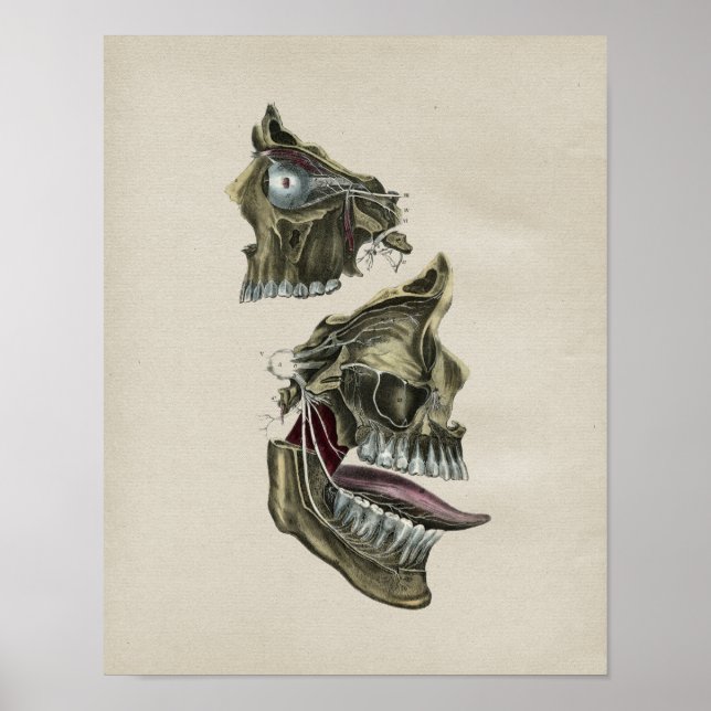 Anatomie des nerfs faciaux humains Impression Vint (Devant)