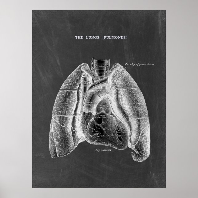 Anatomie des poumons avec esthétique du tableau de (Devant)