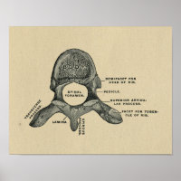 Anatomie des vertèbres humaines 1902 Impression Vi