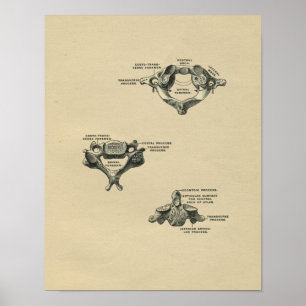 Anatomie des vertèbres humaines 1902 Impression Vi