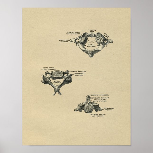 Anatomie des vertèbres humaines 1902 Impression Vi (Devant)