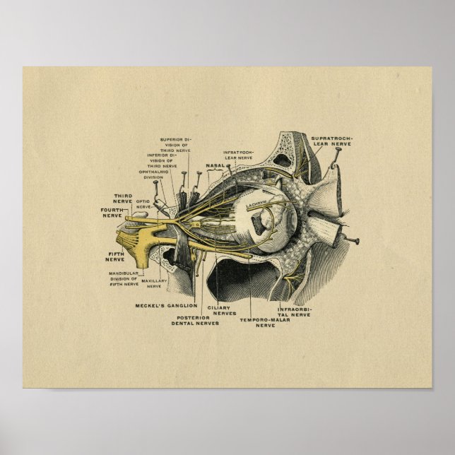 Anatomie des yeux humains 1902 Impression Vintage (Devant)