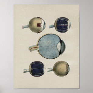 Anatomie des yeux humains Impression Vintage