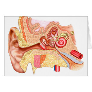 Anatomie d'oreille humaine